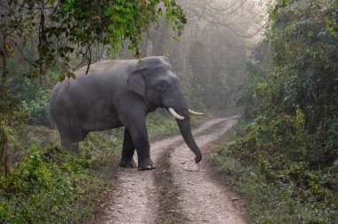 Ormanda yolda bir yabani boğa fil.