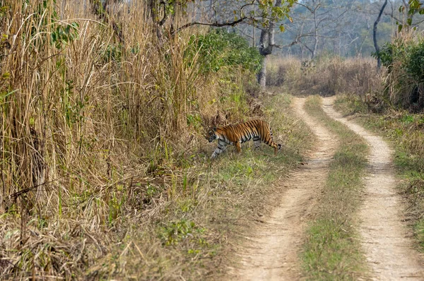 Gracieux Tigre Bengale Dans Parc National Chitwan Népal — Photo