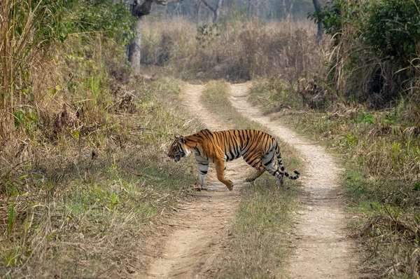 Wdzięku Bengal Tiger Parku Narodowym Chitwan Nepalu — Zdjęcie stockowe