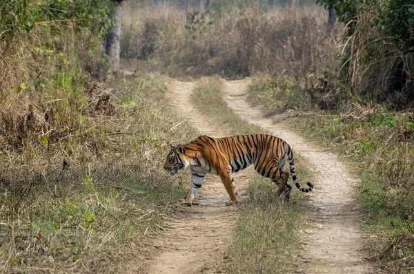 Gracieux Tigre Bengale Dans Parc National Chitwan Népal — Photo