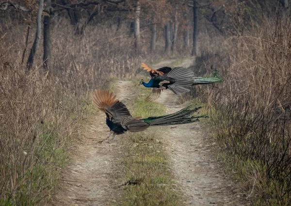 Belas Cores Peafowl Indiano Durante Época Reprodução Como Eles Lutam — Fotografia de Stock