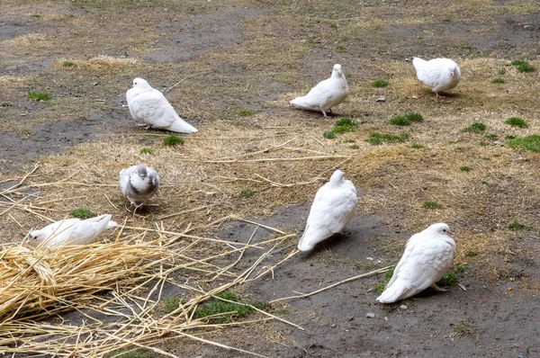 Palomas blancas en el suelo — Foto de Stock