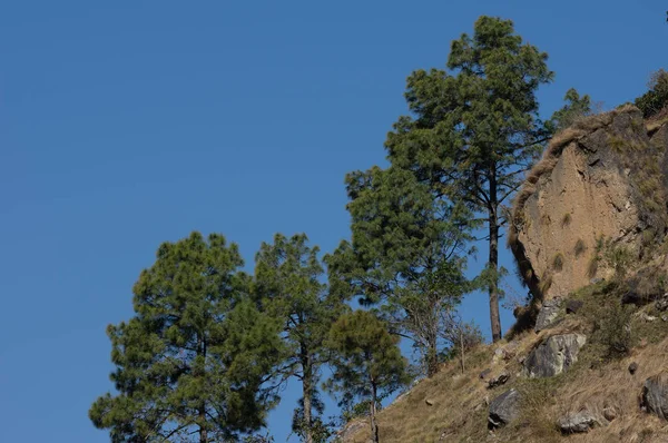丘の中腹に松の木 — ストック写真