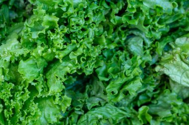 Sebze pazarı, taze marul