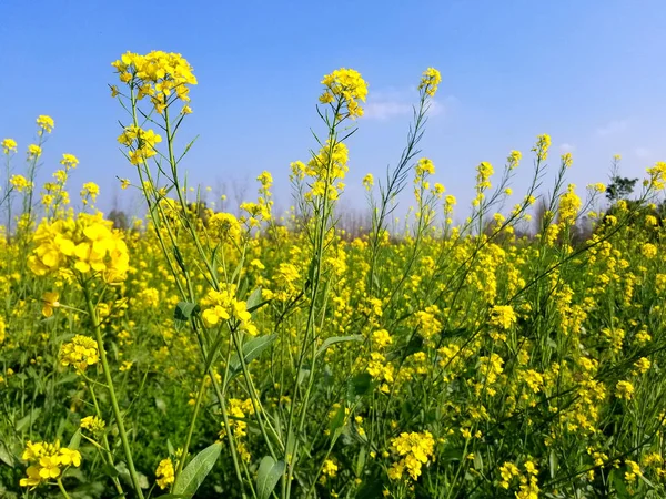 Светло-жёлтое поле Канолы — стоковое фото