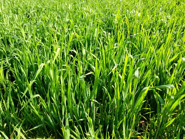 Поле зеленої трави — стокове фото