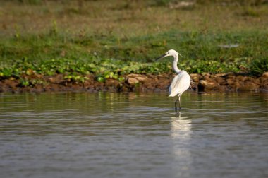  Küçük Egret veya Egretta garzetta
