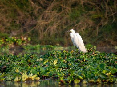  Küçük Egret veya Egretta garzetta