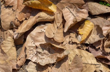 ölü yaprak arka plan