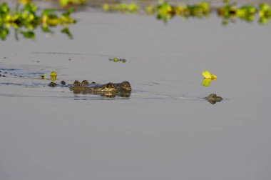 Gharial veya Gavialis gangeticus a balık yeme timsah