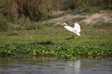 Ara Egret veya Ardea Intermedia