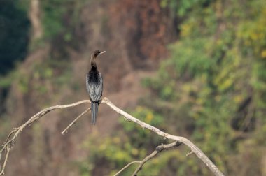 Küçük Cormorant veya Microcarbo Nijer oturan ölü şube