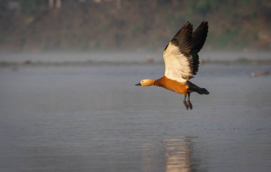 Ruddy Shelduck veya Tadorna ferruginea Su üzerinde uçan