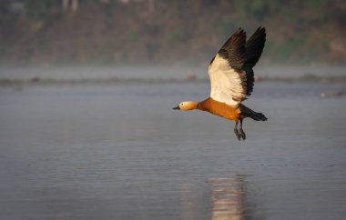 Ruddy Shelduck or Tadorna ferruginea Flying over Water clipart