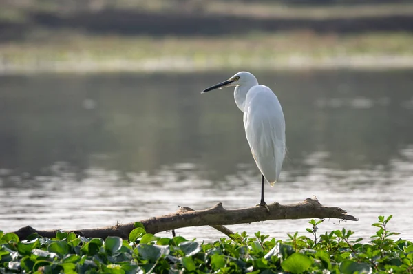 Küçük Egret veya Egretta garzetta — Stok fotoğraf