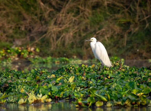  Küçük Egret veya Egretta garzetta
