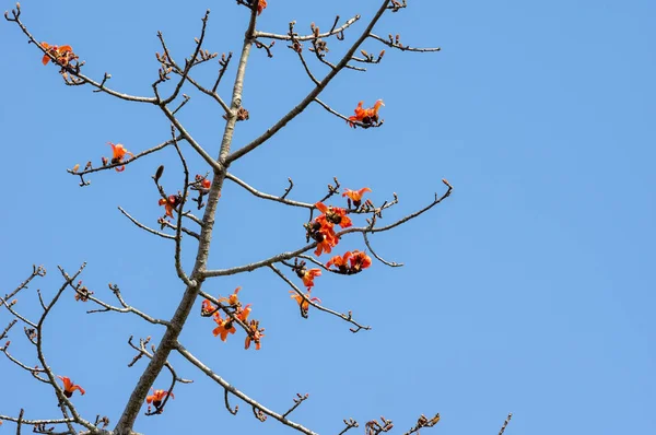 Bombax ceiba o ramo di cotone rosso — Foto Stock