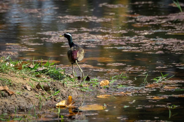 Bronze-Winged Jacana or the Metopidius indicus at Lakes Edge — Stock Photo, Image