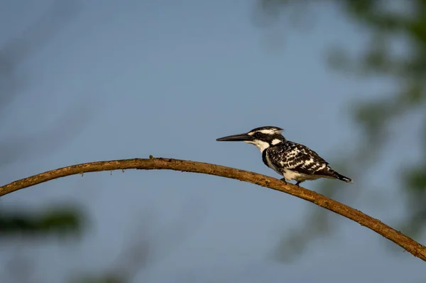 Pied Kingfisher ou Ceryle rudis Sentado em Branch — Fotografia de Stock