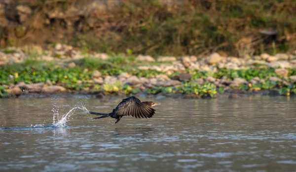 Pequeno Cormorão ou Microcarbo Níger Voando sobre o Rio — Fotografia de Stock