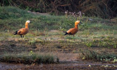 Ruddy shelduck veya Tadorna ferruginea