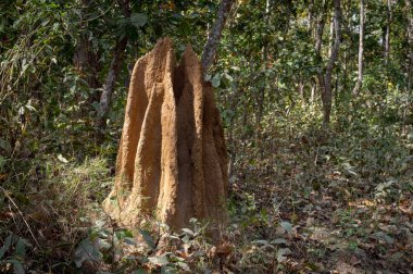 Ormanda Termit Höyük 