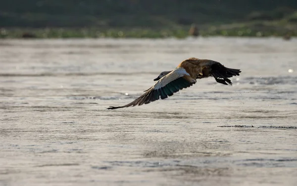 Ruddy Shelduck ou Tadorna ferruginea Voando — Fotografia de Stock