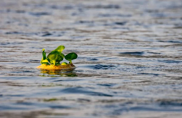 Jacinto de agua flotando en el río — Foto de Stock