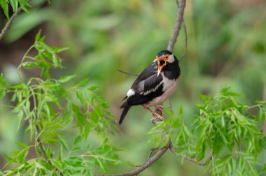 Alaca Myna veya Gracupica contra