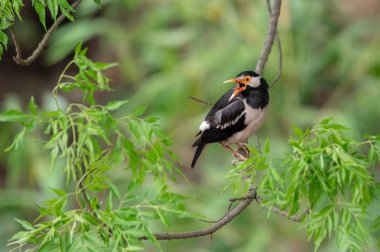Alaca Myna veya Gracupica contra