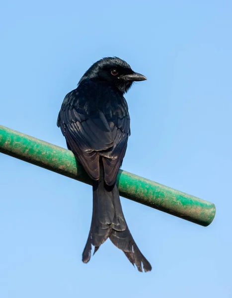 Μαύρο Drongo ή το macrocercus Dicrurus — Φωτογραφία Αρχείου