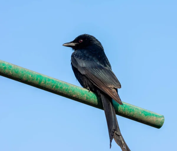 Black Drongo or the Dicrurus macrocercus — Stock Photo, Image