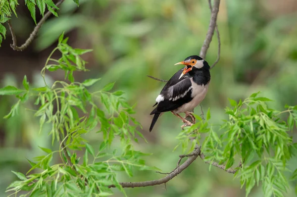 Pied Myna ou Gracupica contra — Fotografia de Stock