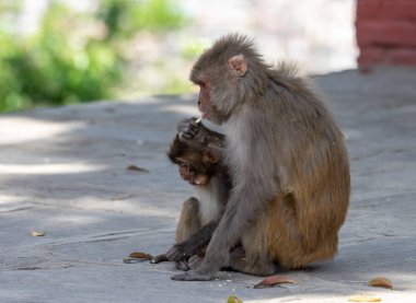 Macaque veya Macaca yeme bisküvileri