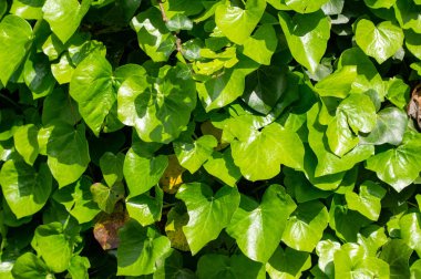 sarmaşık yaprakları arka plan