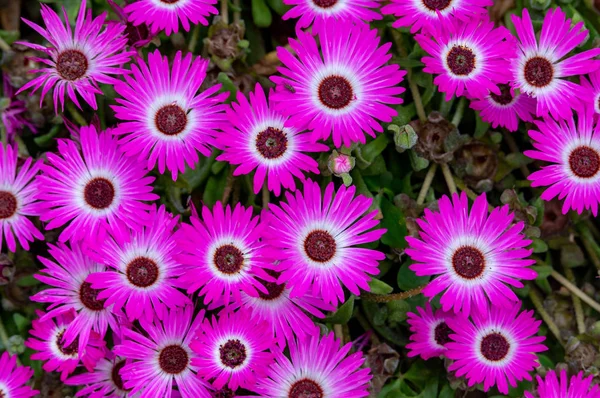 Fondo de flores — Foto de Stock