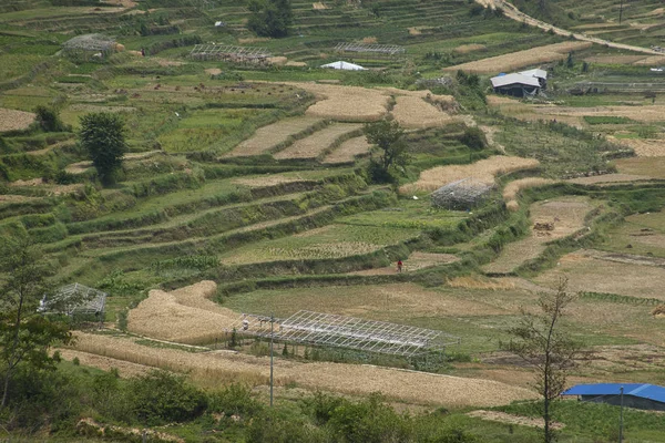 Terres agricoles en terrasses au Népal — Photo