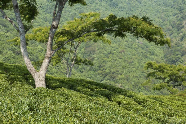 Jardim de chá de montanha — Fotografia de Stock