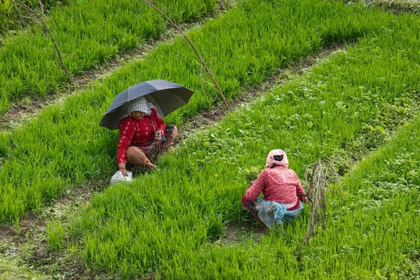 Frauen in Reisfeldern — Stockfoto