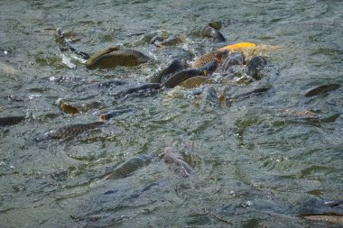 Balık Çılgınlığı Besleme