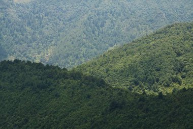 Ağaçlarla Kaplı Katmanlı Tepeler