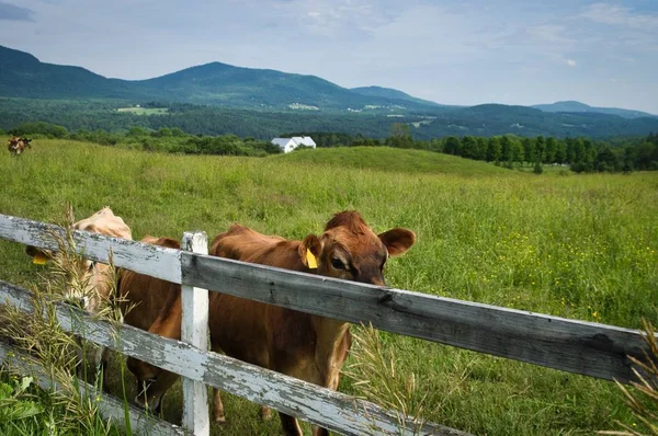 Cows looking over Board Fence