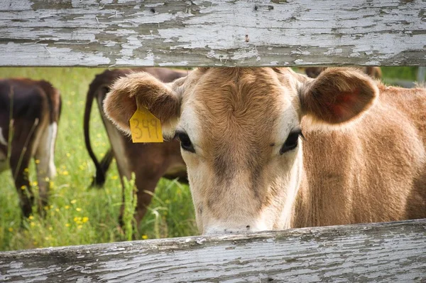 Cow looking through Board Fence