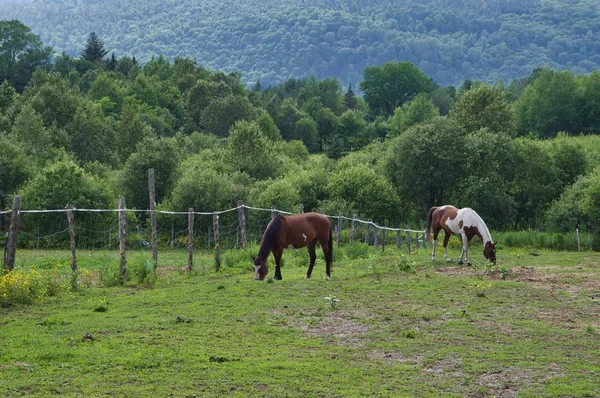 牧场中的马 — 图库照片