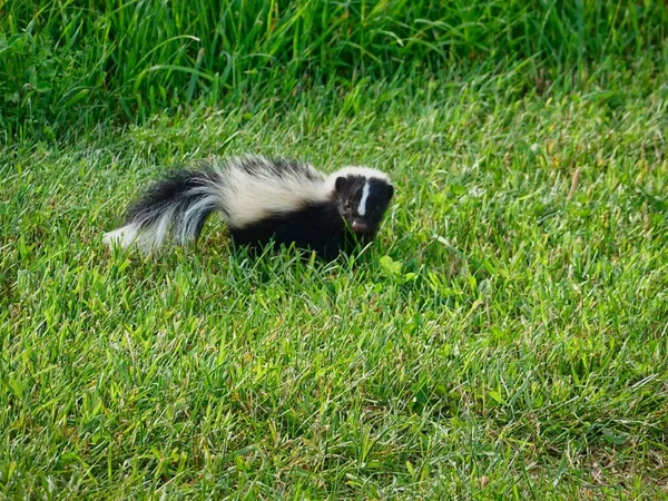 Skunk op het gazon — Stockfoto