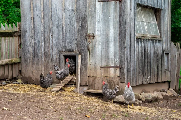 Pollos y gallinero —  Fotos de Stock