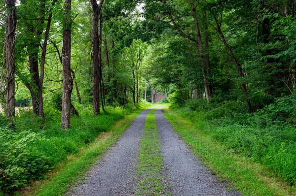 Caminos de tierra en el bosque — Foto de Stock