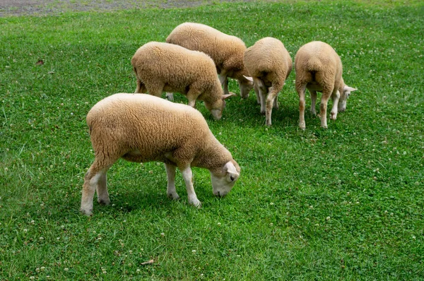 Пасуться вівці в пасовищі — стокове фото