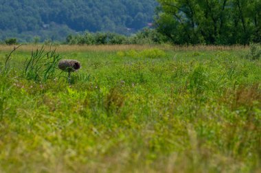 Ördek Yuvalama Kutusu