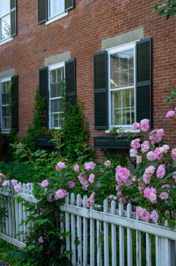 çitin üzerine gül